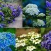 Hydrangea Ranch plant sale March 15
