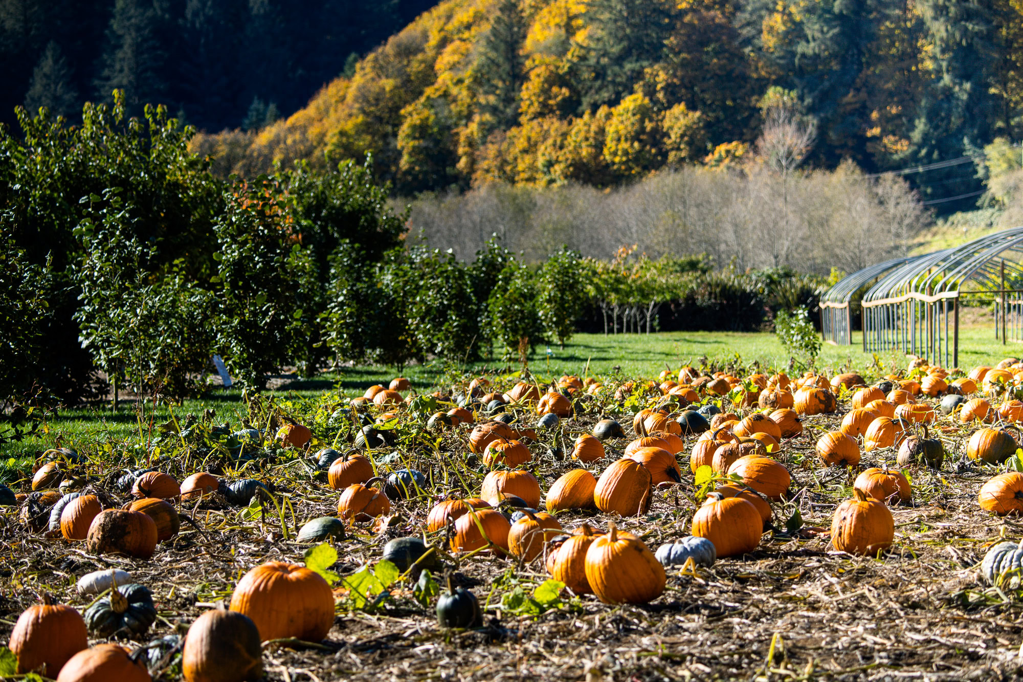 pumpkin patches in the pacific northwest | Hydrangea Ranch pumpkin patches in the pacific northwest