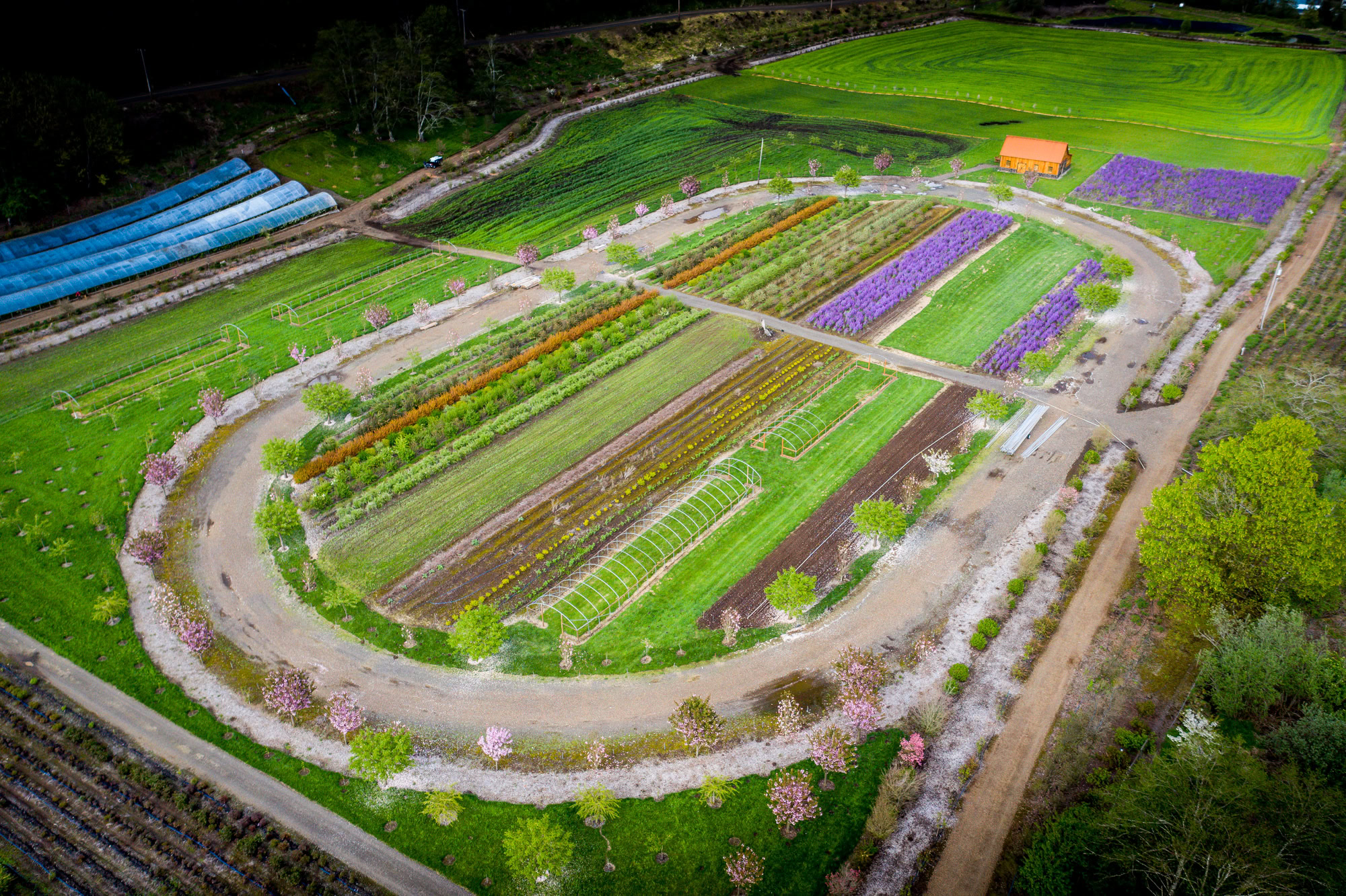 flower farm-9 | Hydrangea Ranch