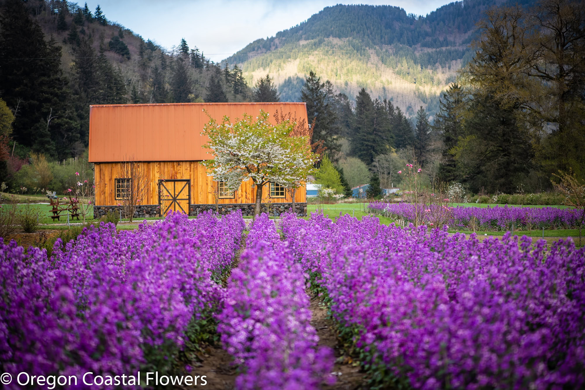 lunaria cherry-3-2 | Hydrangea Ranch