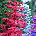 colorful flocked christmas trees | Hydrangea Ranch colorful flocked christmas trees