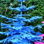 colorful flocked christmas trees in oregon | Hydrangea Ranch colorful flocked christmas trees in oregon