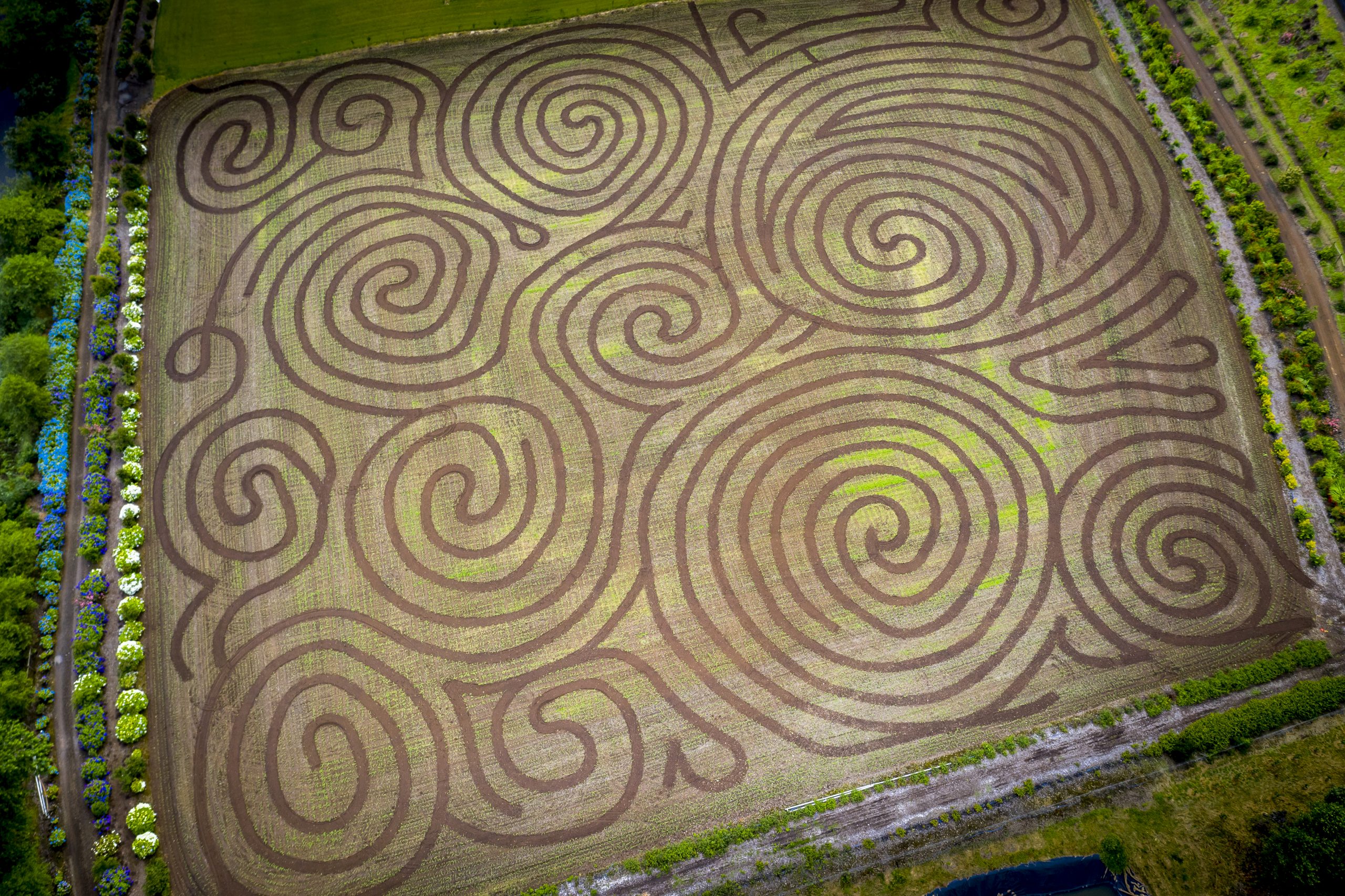 corn mazes in the pacific northwest