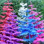 flocked christmas trees | Hydrangea Ranch flocked christmas trees