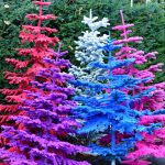 flocked christmas trees | Hydrangea Ranch flocked christmas trees