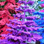 colorful flocked christmas trees | Hydrangea Ranch colorful flocked christmas trees