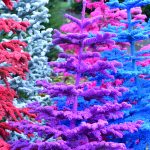 flocked christmas trees | Hydrangea Ranch flocked christmas trees