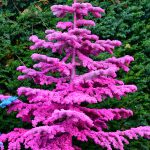 colorful flocked christmas trees in oregon | Hydrangea Ranch colorful flocked christmas trees in oregon