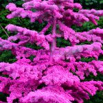 colorful flocked christmas trees in oregon | Hydrangea Ranch colorful flocked christmas trees in oregon