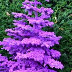 flocked christmas trees | Hydrangea Ranch flocked christmas trees