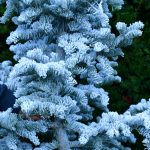 oregon coastal flowers flocked christmas trees | Hydrangea Ranch oregon coastal flowers flocked christmas trees