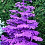 purple flocked christmas trees | Hydrangea Ranch purple flocked christmas trees