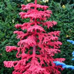 red flocked christmas trees | Hydrangea Ranch red flocked christmas trees