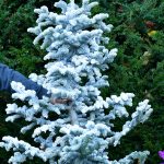 white flocked christmas trees | Hydrangea Ranch white flocked christmas trees