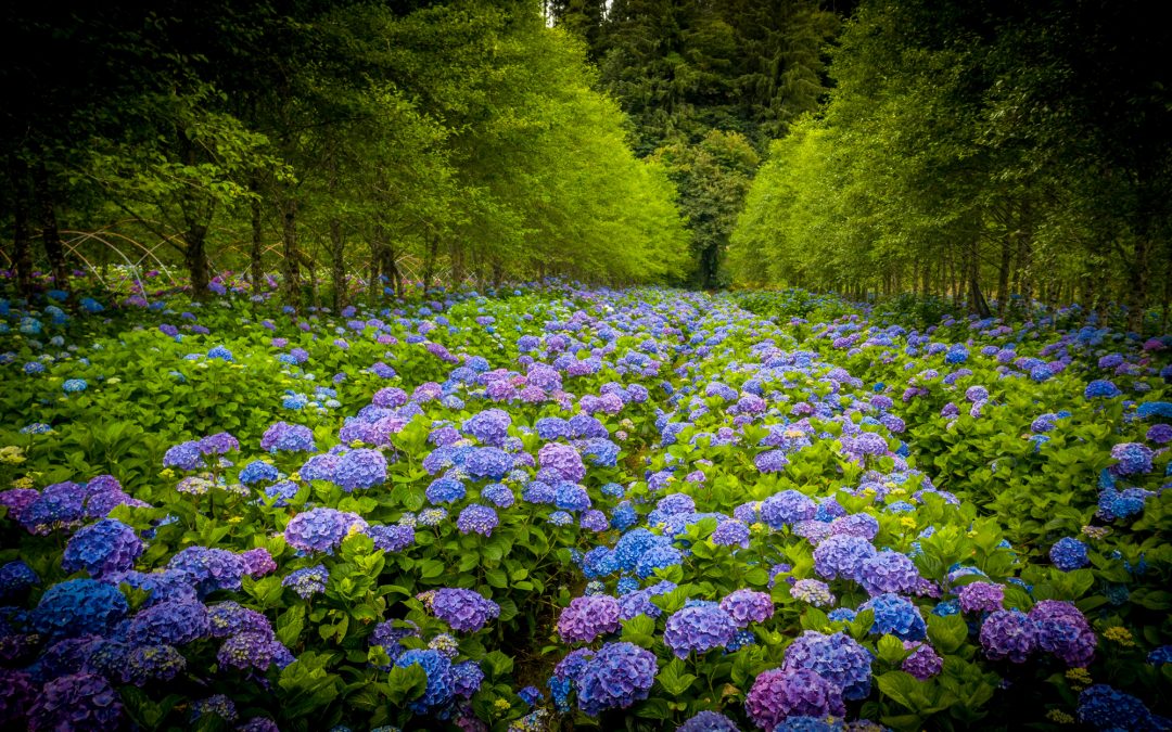 hydrangea ranch