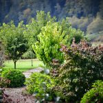 hydrangea ranch venue