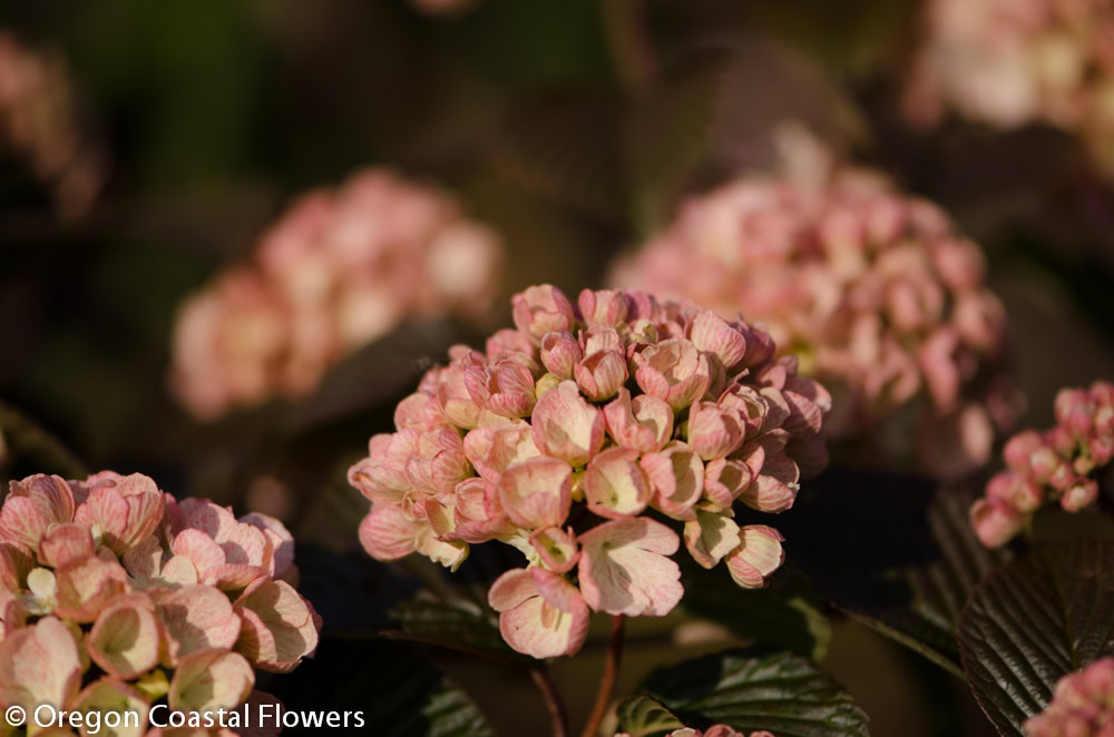 pink snowball viburnum-2 | Hydrangea Ranch pink snowball viburnum
