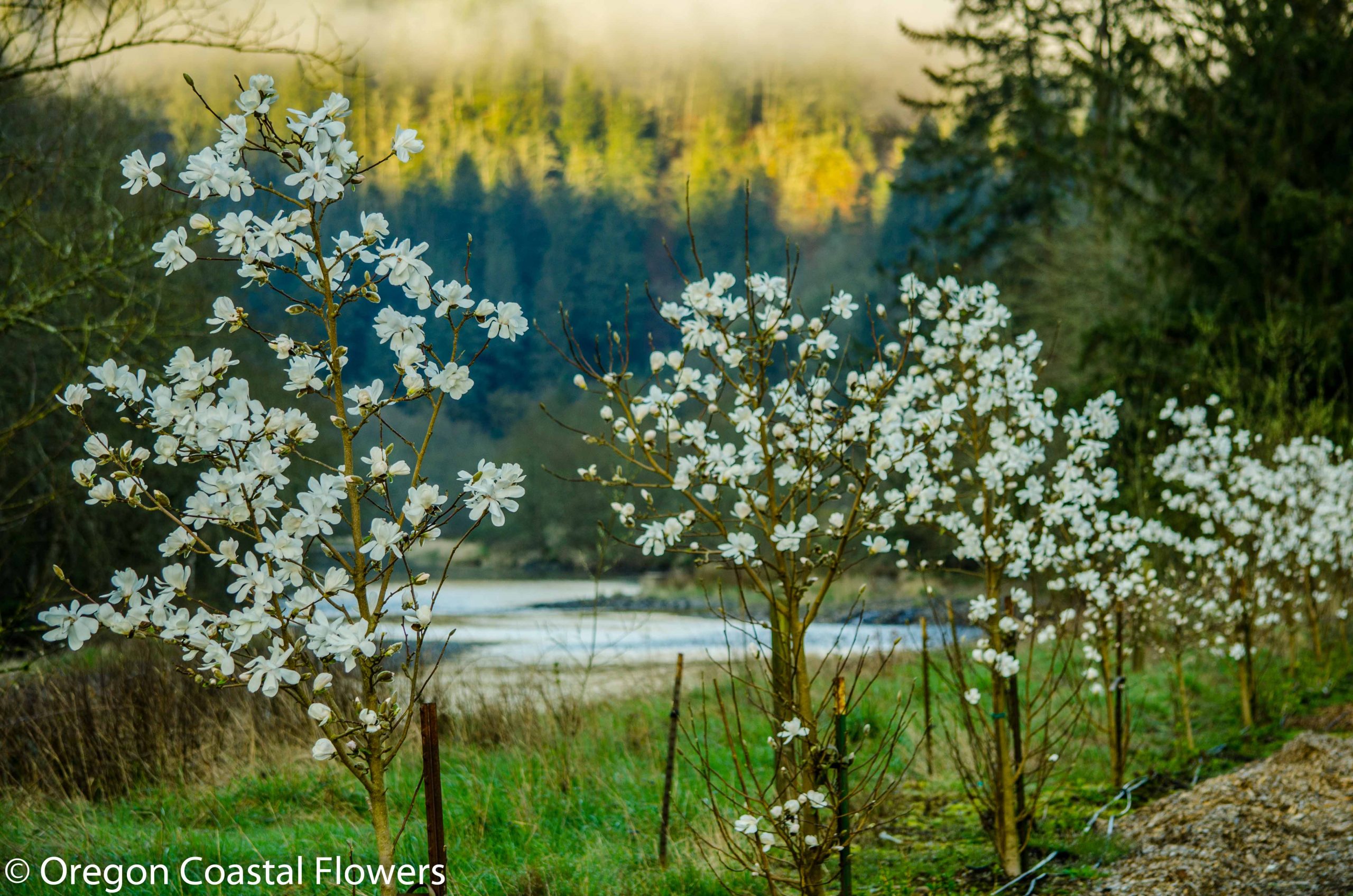 Tuliip Magnolia Branches-3 | Hydrangea Ranch Tulip Magnolia Branches