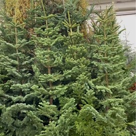 High Elevation Noble Fir Christmas Trees now available by Oregon Coastal Flowers.