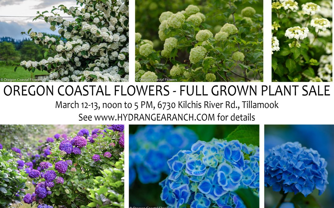 Oregon Coastal Flowers hosting specialty plant sale March 12-13.
