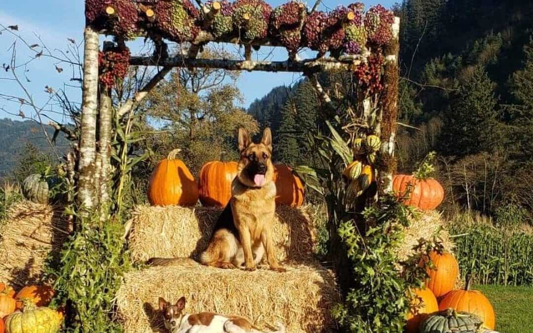 KILCHIS RIVER PUMPKIN PATCH & CORN MAZE 2022 OPENING OCT. 1ST.