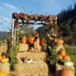 122978662_414546689540590_2636850772669392175_n | Hydrangea Ranch