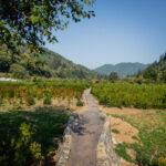 hannah_morgan_details-20 | Hydrangea Ranch