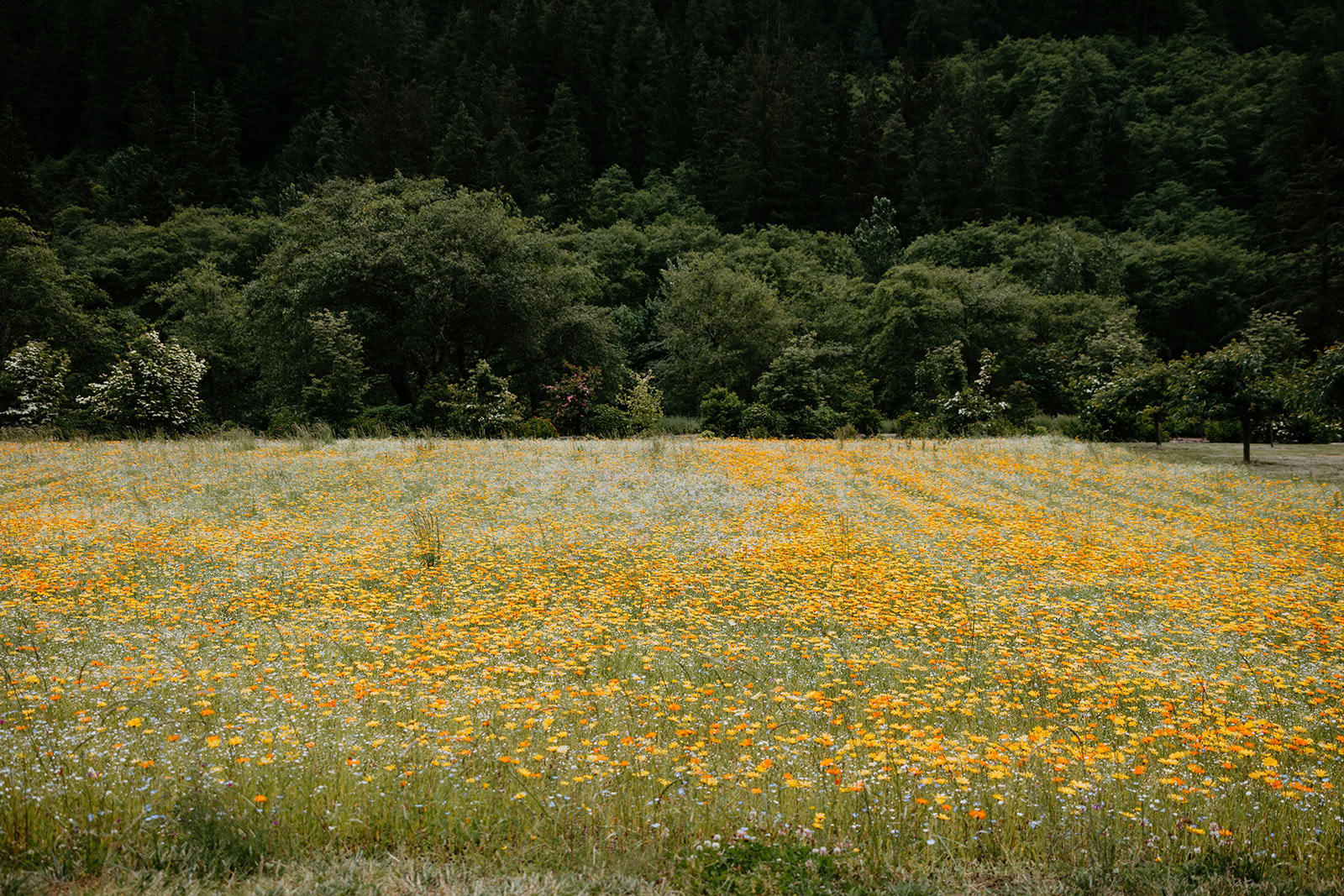 Jill Jake Wedding | Hydrangea Ranch Tillamook Oregon Wedding Venue